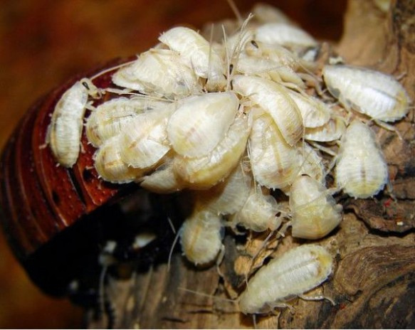 Bí mật của loài gián