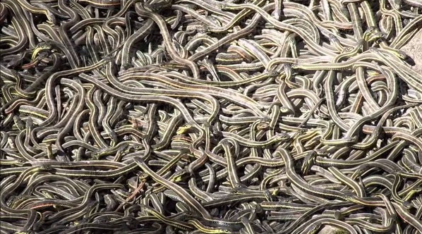 6 kiểu cạm bẫy chết người thường gặp trong các lăng mộ cổ