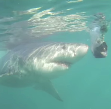 Video: Trải nghiệm về cú đớp đáng sợ của cá mập khủng