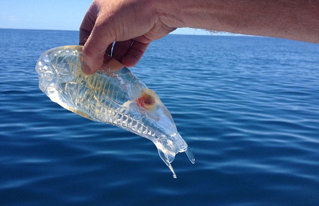 The most impressive and mysterious transparent animals