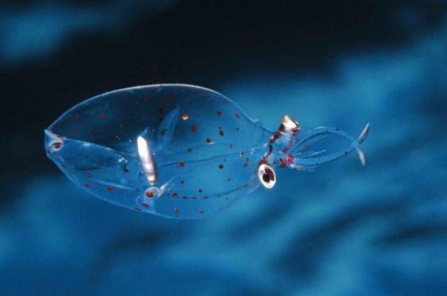The most impressive and mysterious transparent animals