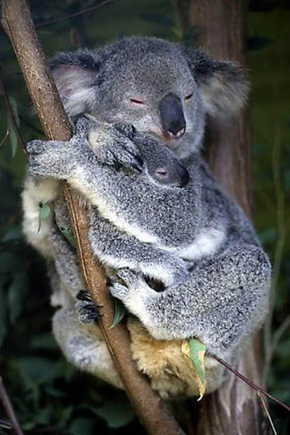 Những sự thật bất ngờ về loài gấu Koala