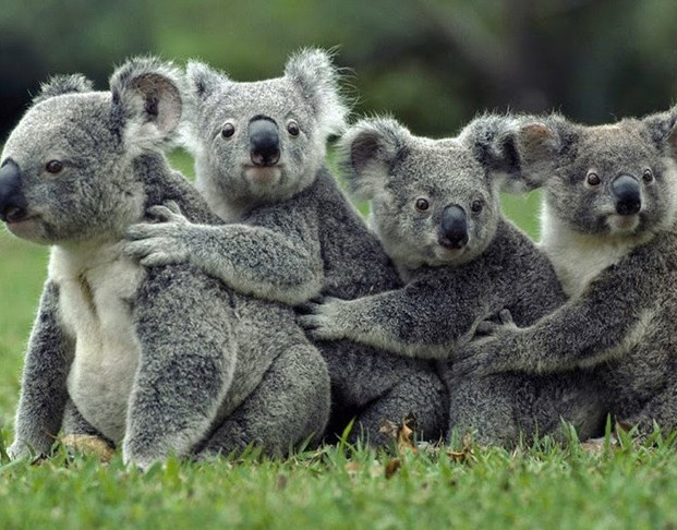 Những sự thật bất ngờ về loài gấu Koala - KhoaHoc.tv