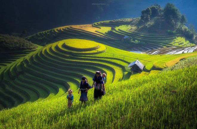 Hình nền Nền Ruộng Bậc Thang ở Việt Nam Nền, Hình ảnh Cánh đồng Lúa, Cơm,  Thóc Background Vector để tải xuống miễn phí - Pngtree