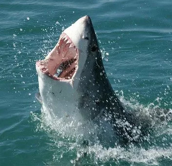 Cá mập trắng là "fan cuồng" nhạc rock