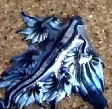 Video: "Rồng xanh" độc dạt vào bờ biển Australia
