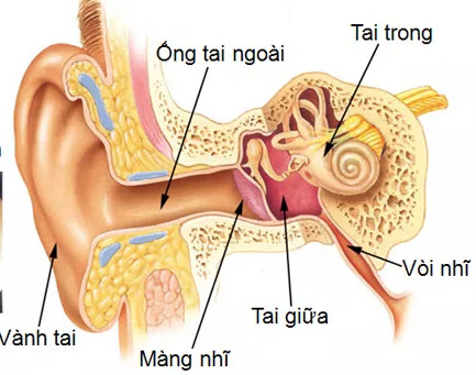 Sau khi xem bức hình này, đảm bảo bạn sẽ không dám ngoáy tai nữa