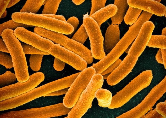 Vi khuẩn có thể lây lan gene “nhờn” thuốc kháng sinh cho nhau