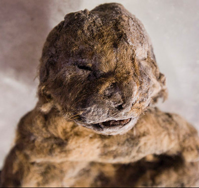 Phát hiện xác đôi sư tử 12.000 năm còn nguyên vẹn