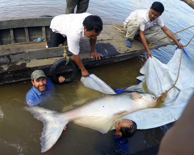 Bắt được cá da trơn khổng lồ quý hiếm trên sông Mekong