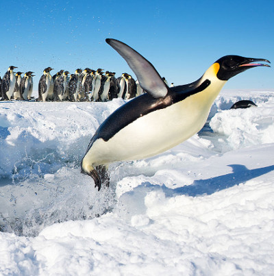 Bí quyết không đóng băng của chim cánh cụt Nam Cực
