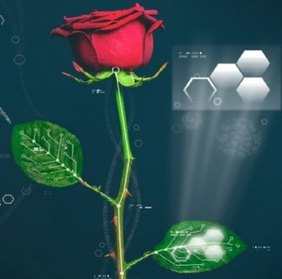Tạo ra "hoa hồng điện tử" đầu tiên thế giới