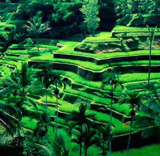 Hệ thống canh tác Subak ở Bali