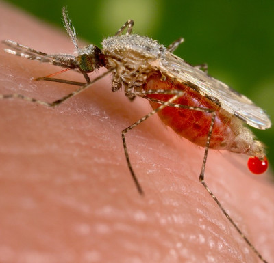 Muỗi biến đổi gene chống bệnh sốt rét