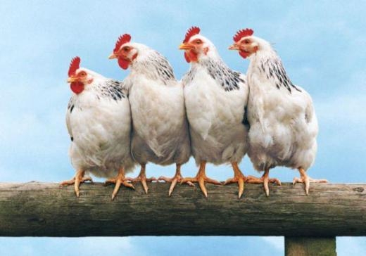 Những thí nghiệm vô cùng quái đản