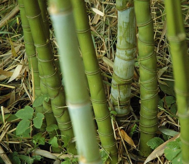 3 loài trúc 