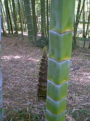 3 loài trúc 