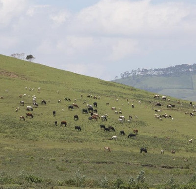 Cuộc chiến sinh tồn trên đồng cỏ Kenya