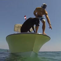 Video: Chó lặn biển bắt tôm hùm nhanh như cắt