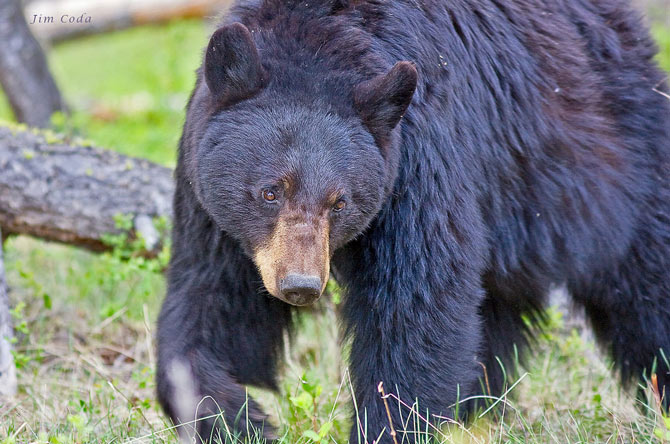Vườn quốc gia Yellowstone - Hợp chủng quốc Hoa Kỳ