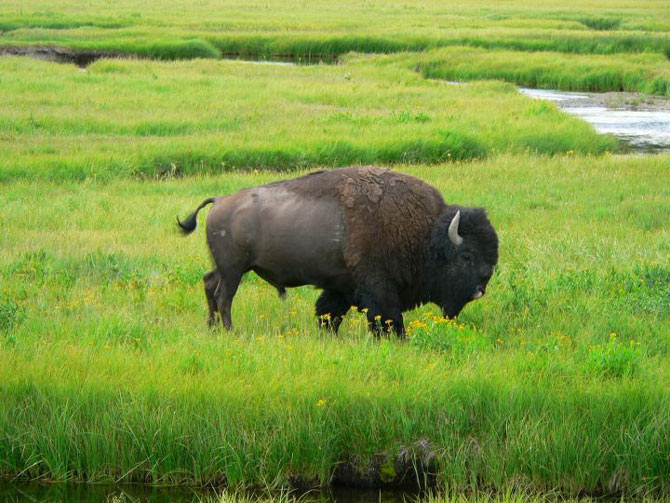 Vườn quốc gia Yellowstone - Hợp chủng quốc Hoa Kỳ