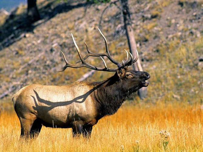 Vườn quốc gia Yellowstone - Hợp chủng quốc Hoa Kỳ