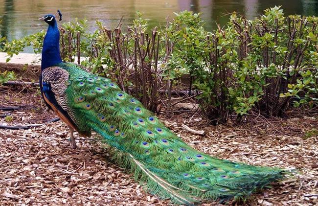 Công lam Ấn Độ - Loài chim lớn nhất với màu sắc tuyệt đẹp