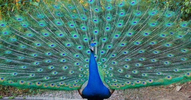 CON CÔNG - Cách Phân Biệt Nhanh Nhất Chim Công Trống Và Mái|Distinguish  peacocks. - YouTube