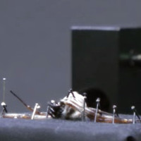 Video: Làm thế nào để rút sạch tơ bên trong một con nhện?