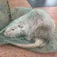 Trung Quốc bắt được chuột "khổng lồ" dài gần 1 mét