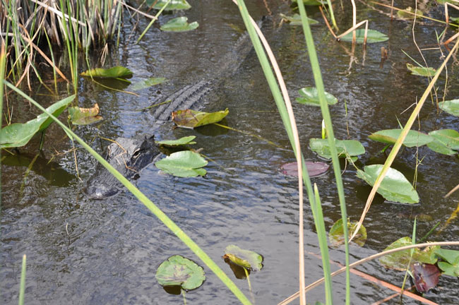 Vườn quốc gia Everglades - Hợp chủng quốc Hoa Kỳ