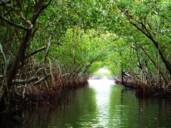 Vườn quốc gia Everglades - Hợp chủng quốc Hoa Kỳ