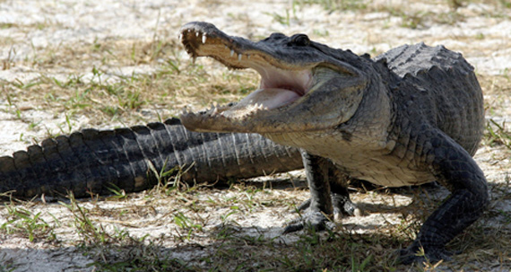 Vườn quốc gia Everglades - Hợp chủng quốc Hoa Kỳ