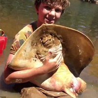 Cậu bé 12 tuổi đỡ đẻ cho cá đuối gai độc