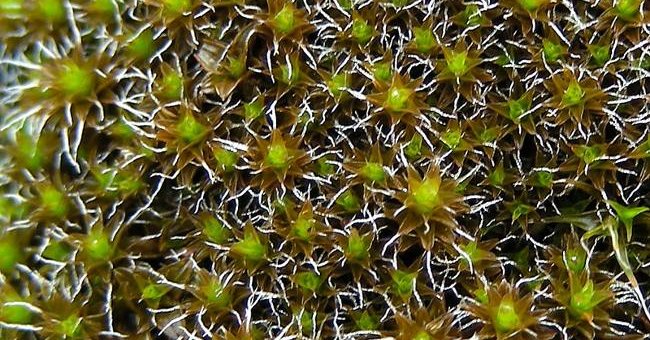 Chế tạo thành công lớp phủ ngăn nước tiểu văng tung tóe