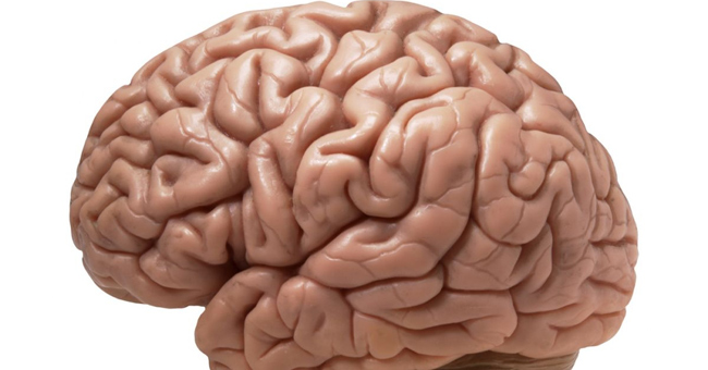 Những sự thật gây sốc về bộ não con người