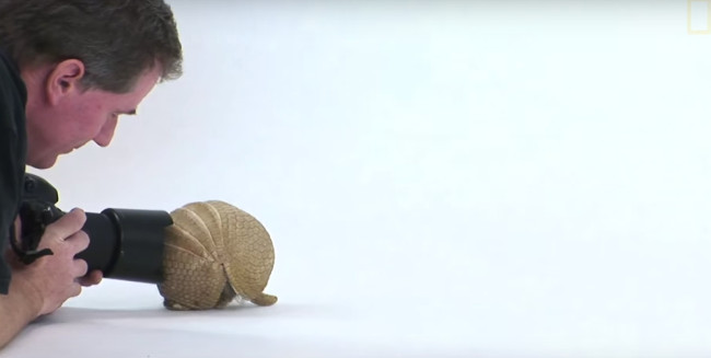 Video: Chụp ảnh động vật là một công việc vô cùng khó khăn