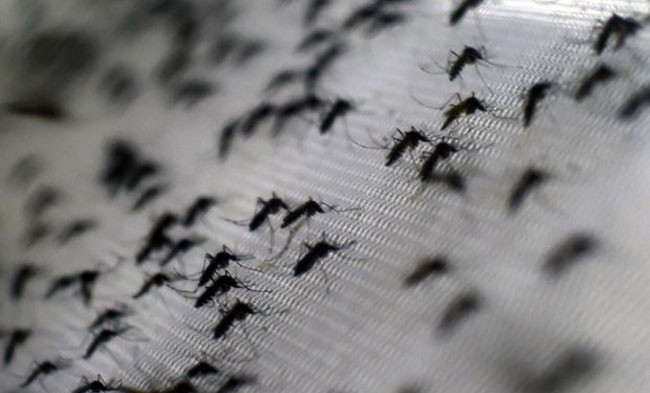 Sản xuất thành công vắc xin sốt xuất huyết sau 20 năm nghiên cứu
