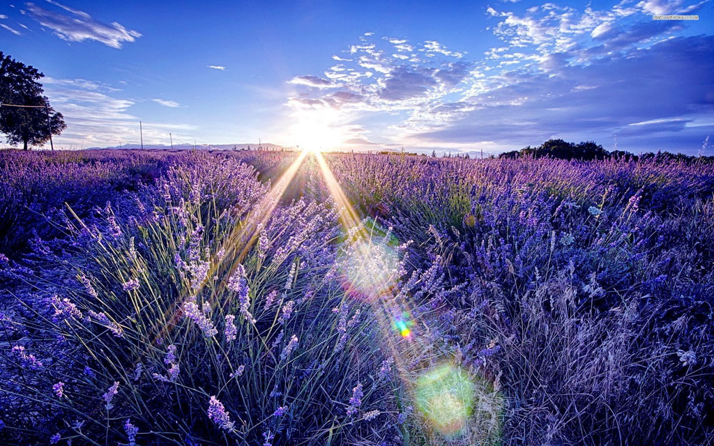Ý nghĩa của hoa Lavender  100 hình nền ảnh hoa oải hương