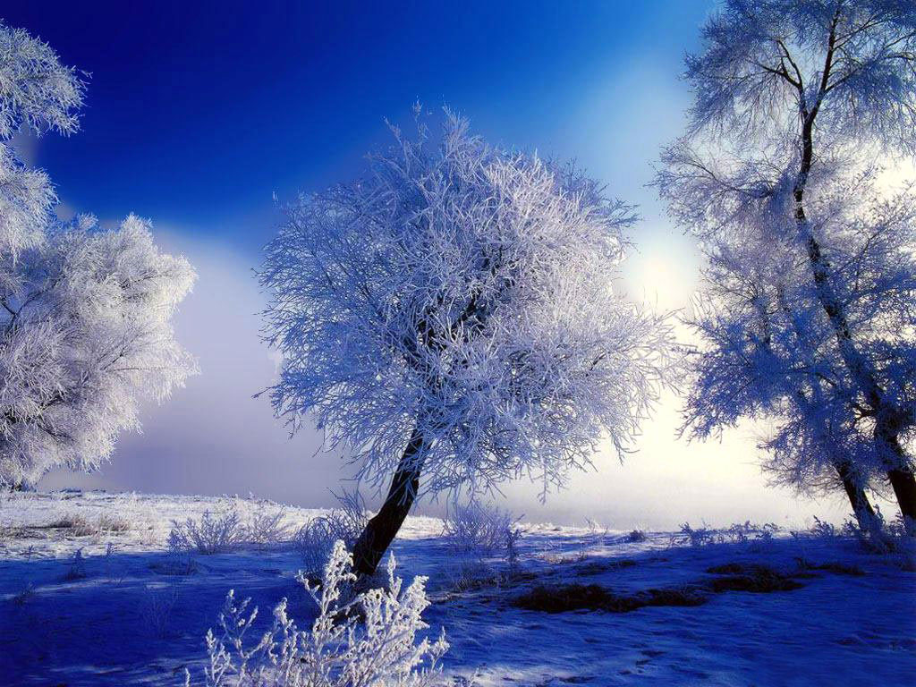 Top 50 hình nền phong cảnh thiên nhiên mùa đông lãng mạn đầy tâm trạng | Ảnh  rừng, Phong cảnh, Nhiếp ảnh thiên nhiên