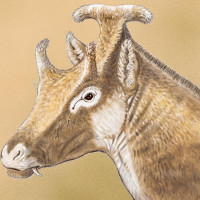 Phát hiện hóa thạch loài hươu cổ đại kỳ lạ