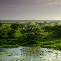 Vườn quốc gia Keoladeo - Ấn Độ