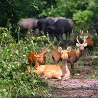 Vườn quốc gia Kaziranga