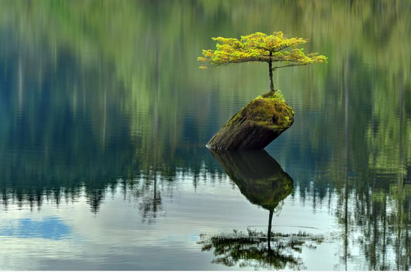 Một cây xanh vươn lên trên thân gỗ mục giữa mênh mông sông nước