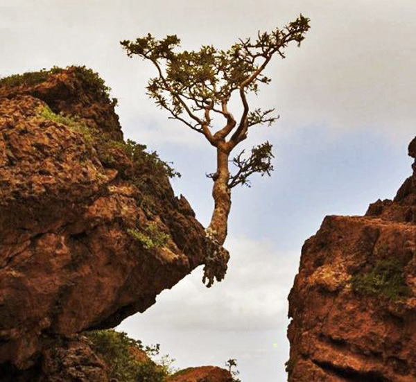 Bức ảnh chụp một cây sống bên vách núi