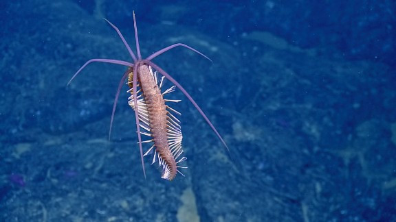 Hình ảnh một loài giáp xác kì lạ dưới đáy biển sâu.