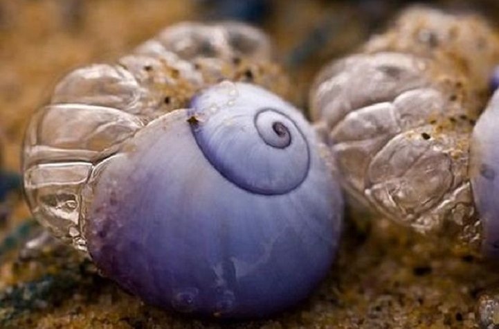 Những chiếc bè bọt biển chứa trứng ốc sên.