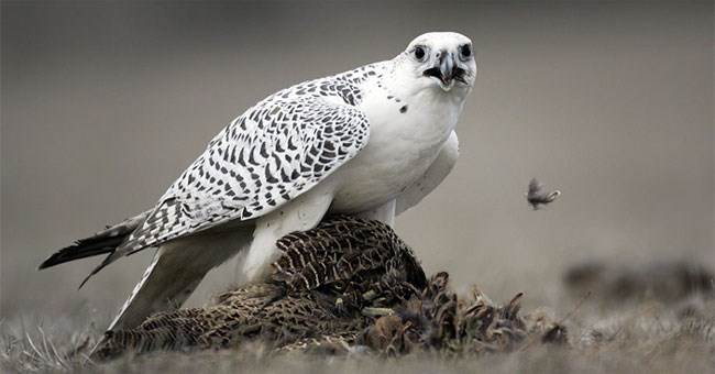 Top 10 “ông vua” tốc độ trong thế giới loài chim