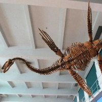 "Quái vật Loch Ness" cổ đại bơi giống chim cánh cụt