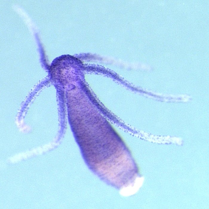 Loài thủy tức nước ngọt có tên khoa học Hydra magnipapillata.